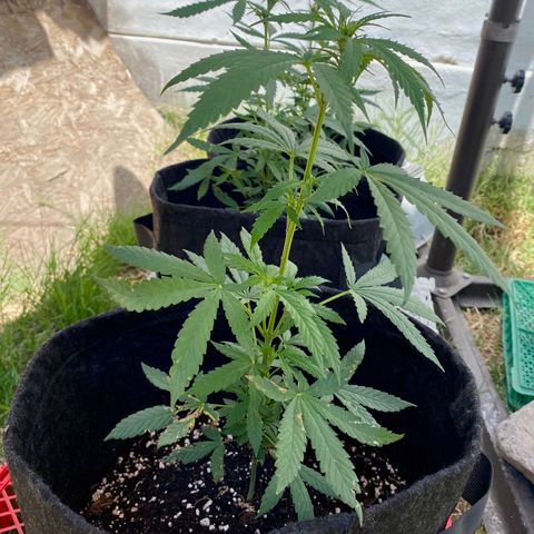 AutoBrooklyn Sunrise growlog timeline photo