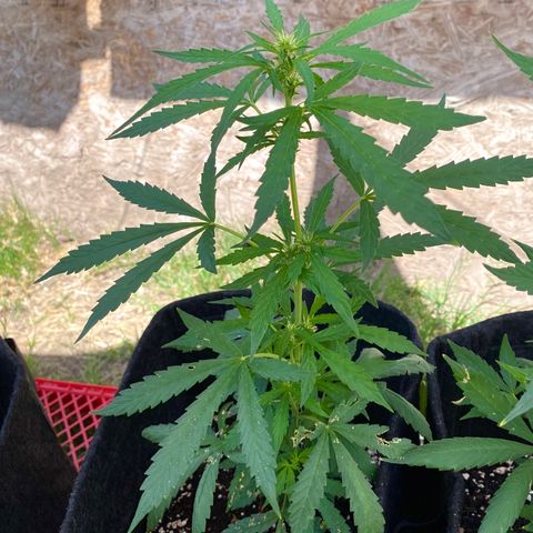 AutoBrooklyn Sunrise growlog timeline photo