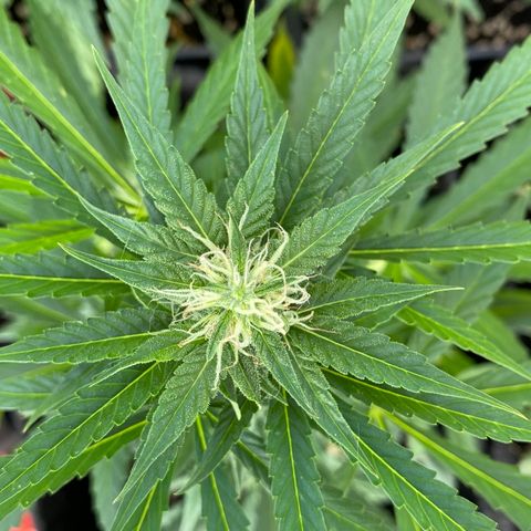 AutoBrooklyn Sunrise growlog timeline photo