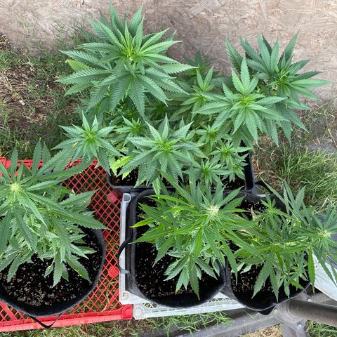 AutoBrooklyn Sunrise growlog timeline photo