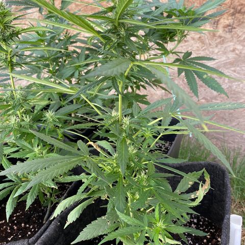 AutoBrooklyn Sunrise growlog timeline photo