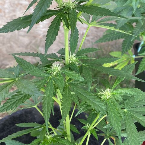 AutoBrooklyn Sunrise growlog timeline photo