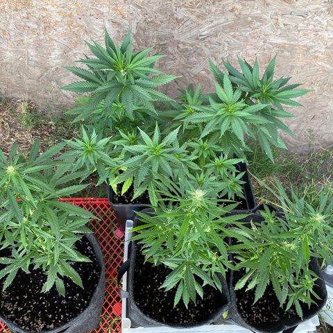 AutoBrooklyn Sunrise growlog timeline photo