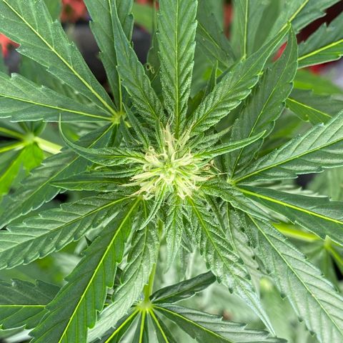 AutoBrooklyn Sunrise growlog timeline photo