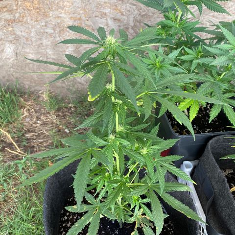 AutoBrooklyn Sunrise growlog timeline photo