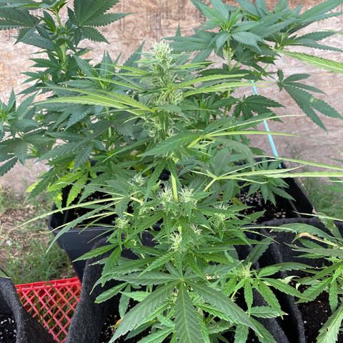 AutoBrooklyn Sunrise growlog timeline photo