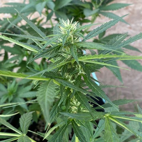 AutoBrooklyn Sunrise growlog timeline photo