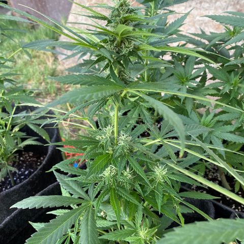 AutoBrooklyn Sunrise growlog timeline photo