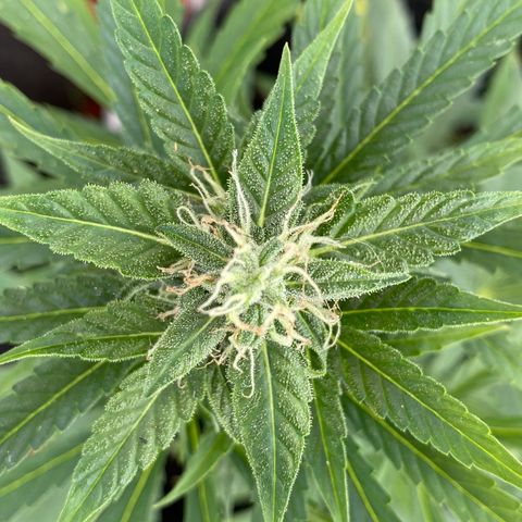 AutoBrooklyn Sunrise growlog timeline photo