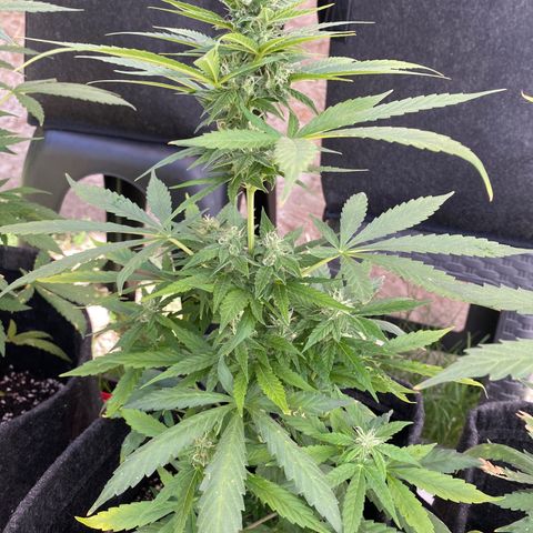 AutoBrooklyn Sunrise growlog timeline photo