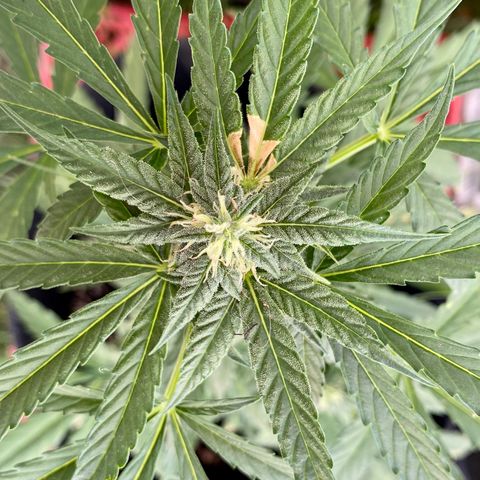 AutoBrooklyn Sunrise growlog timeline photo