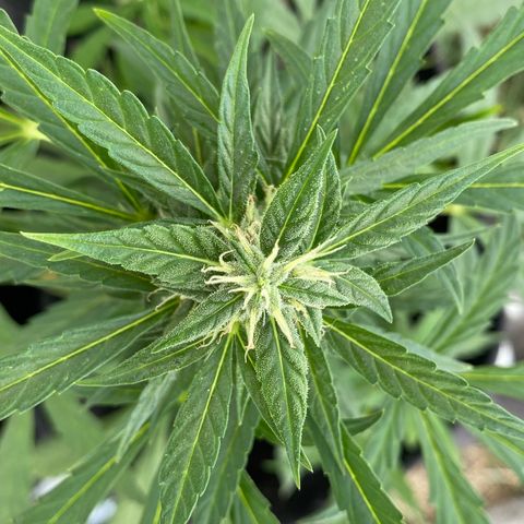 AutoBrooklyn Sunrise growlog timeline photo