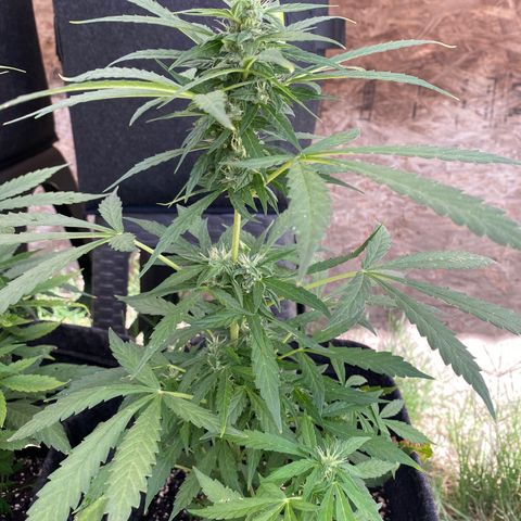 AutoBrooklyn Sunrise growlog timeline photo