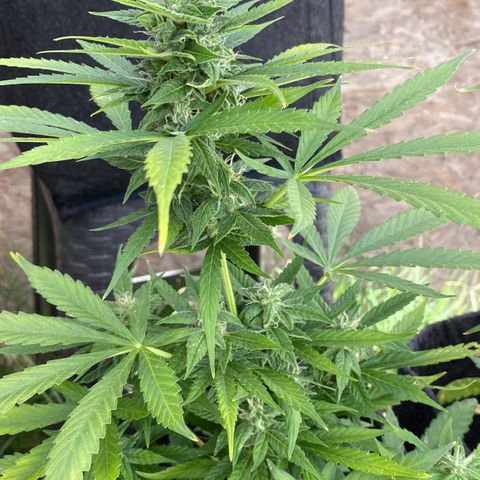 AutoBrooklyn Sunrise growlog timeline photo