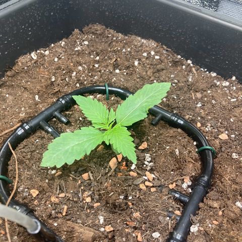 Master Kush-WL-Mineralisch #1 growlog timeline photo
