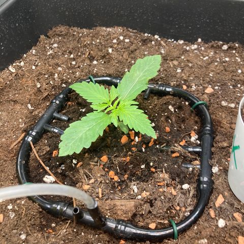 Master Kush-WL-Mineralisch #1 growlog timeline photo
