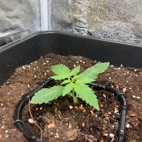 Master Kush-WL-Mineralisch #1 growlog timeline photo