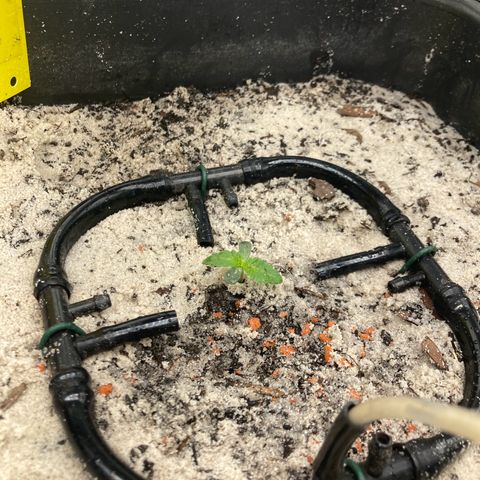 Master Kush-WL-Biologisch #2 growlog timeline photo
