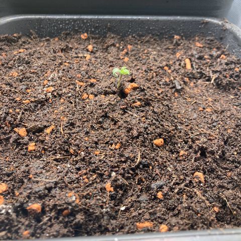 Blue Zushi - Bulk Seeds - miX  growlog timeline photo