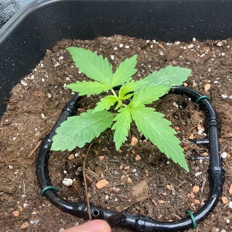 Master Kush-WL-Mineralisch #1 growlog timeline photo