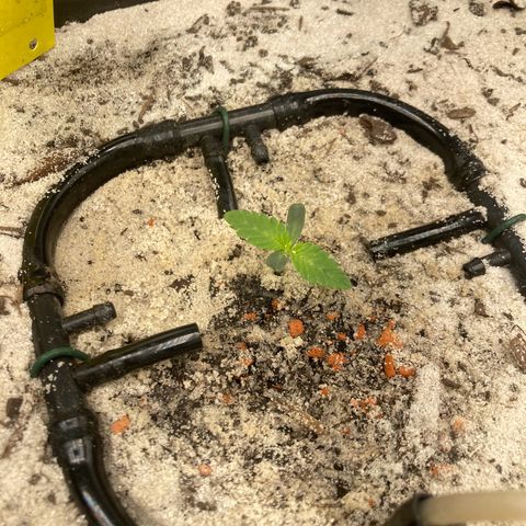 Master Kush-WL-Biologisch #2 growlog timeline photo