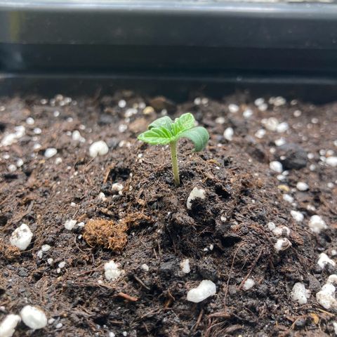 Blue Zushi - Bulk Seeds - miX  growlog photo: Schiebt wie Hölle an und das als Indica?!