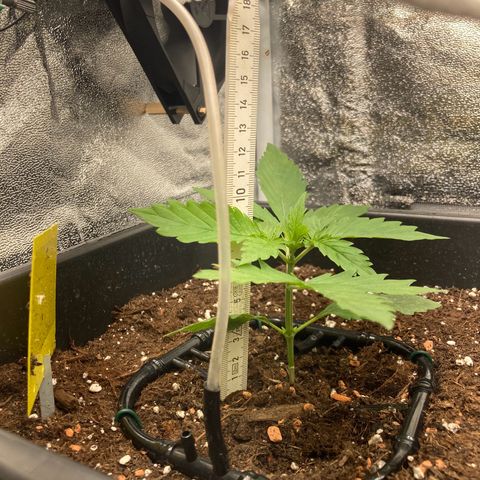 Master Kush-WL-Mineralisch #1 growlog timeline photo