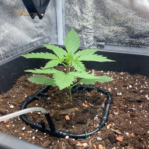 Master Kush-WL-Mineralisch #1 growlog timeline photo