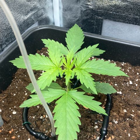 Master Kush-WL-Mineralisch #1 growlog timeline photo