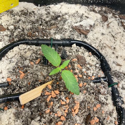 Master Kush-WL-Biologisch #2 growlog timeline photo