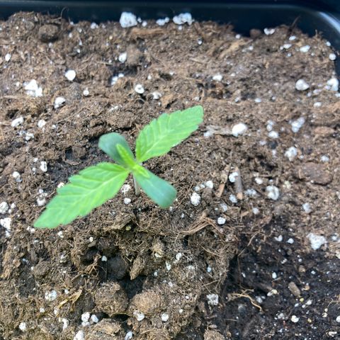 Blue Zushi - Bulk Seeds - miX  growlog timeline photo