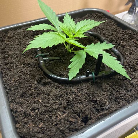 Master Kush-WL-Mineralisch #1 growlog timeline photo