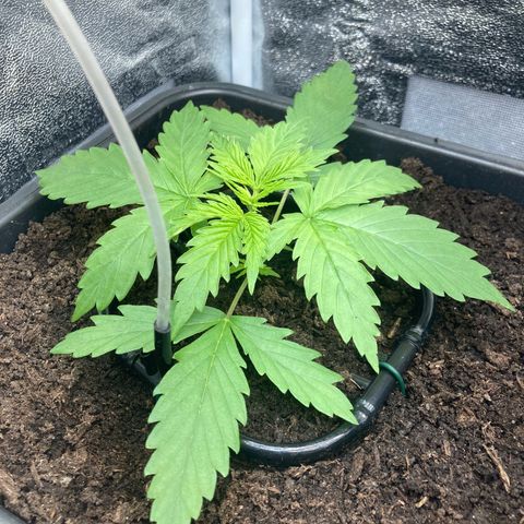 Master Kush-WL-Mineralisch #1 growlog timeline photo