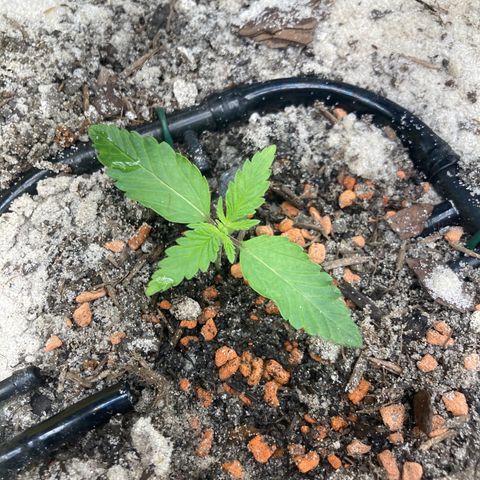 Master Kush-WL-Biologisch #2 growlog timeline photo