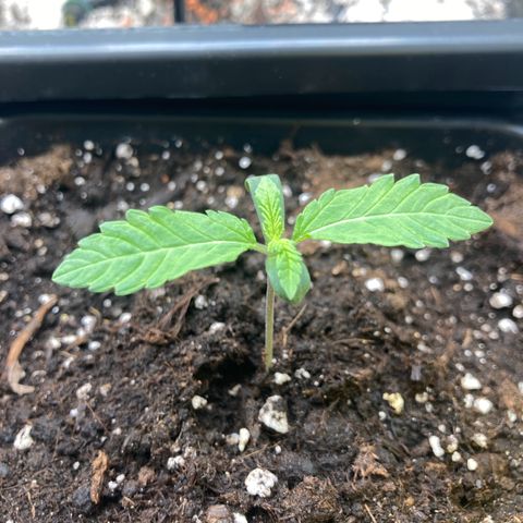 Blue Zushi - Bulk Seeds - miX  growlog timeline photo