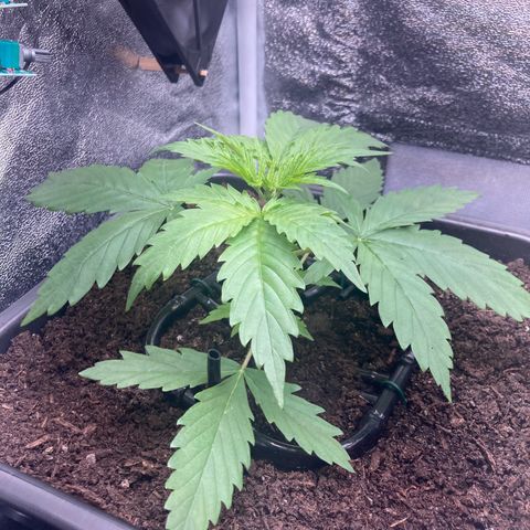 Master Kush-WL-Mineralisch #1 growlog timeline photo