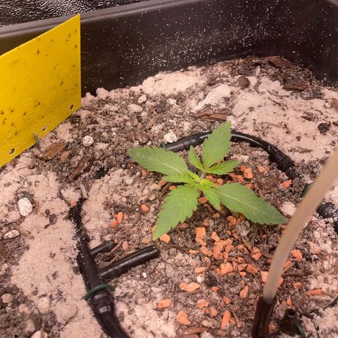 Master Kush-WL-Biologisch #2 growlog timeline photo