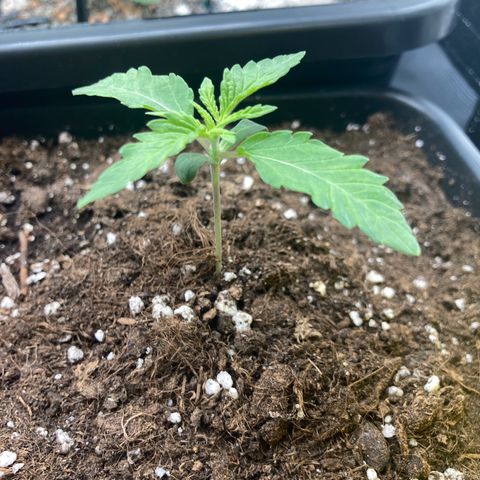 Blue Zushi - Bulk Seeds - miX  growlog timeline photo