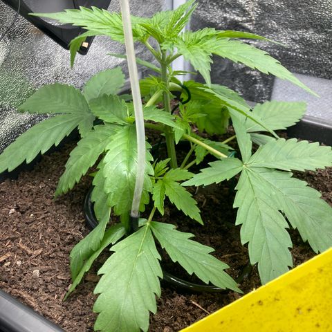 Master Kush-WL-Mineralisch #1 growlog timeline photo