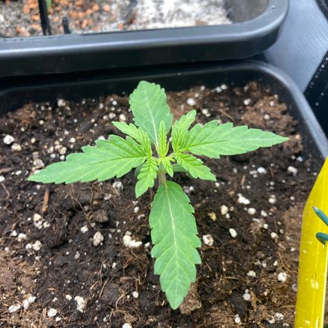Blue Zushi - Bulk Seeds - miX  growlog timeline photo