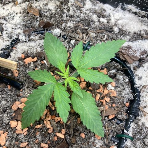 Master Kush-WL-Biologisch #2 growlog timeline photo