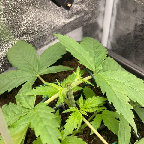 Master Kush-WL-Mineralisch #1 growlog timeline photo
