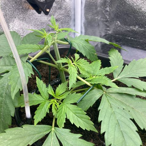 Master Kush-WL-Mineralisch #1 growlog timeline photo