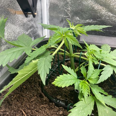 Master Kush-WL-Mineralisch #1 growlog timeline photo