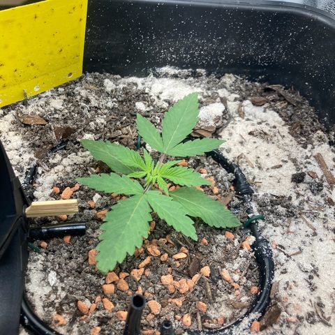 Master Kush-WL-Biologisch #2 growlog timeline photo