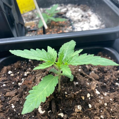 Blue Zushi - Bulk Seeds - miX  growlog timeline photo