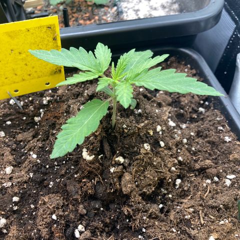 Blue Zushi - Bulk Seeds - miX  growlog timeline photo