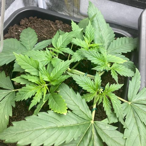 Master Kush-WL-Mineralisch #1 growlog timeline photo
