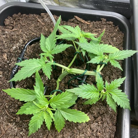 Master Kush-WL-Mineralisch #1 growlog timeline photo