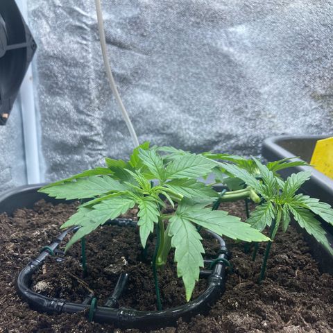 Master Kush-WL-Mineralisch #1 growlog timeline photo